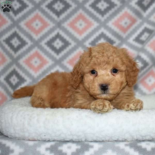 Peanut, Bich-Poo Puppy